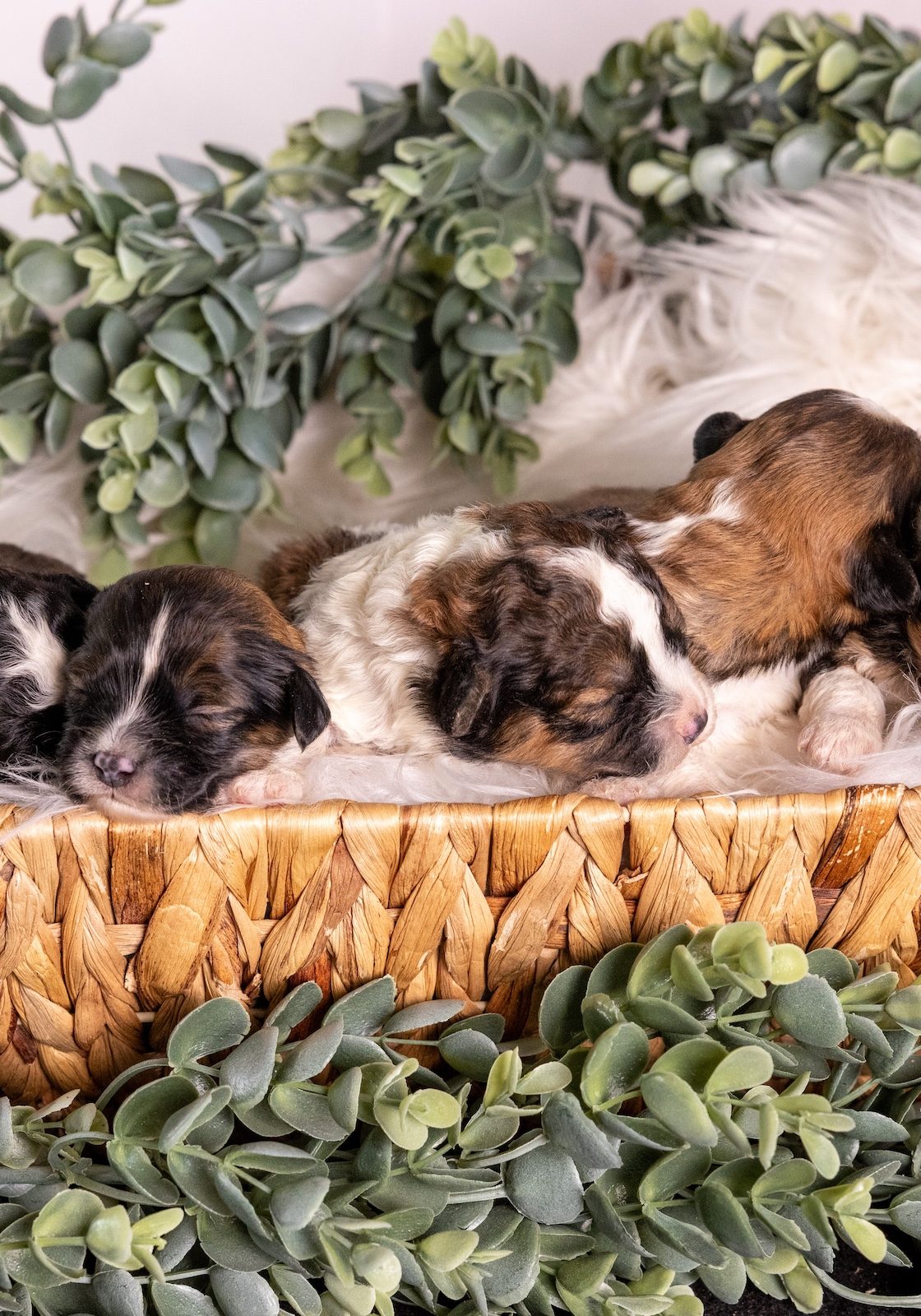 shichon puppies for sale