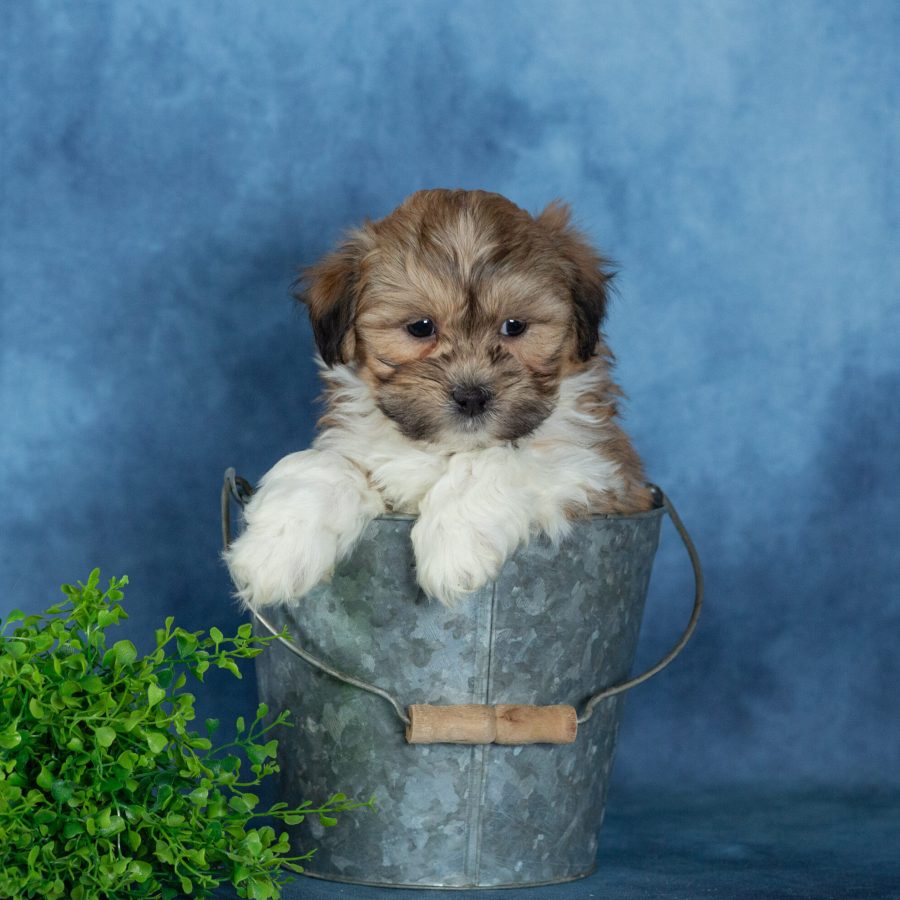 shichon puppies for sale