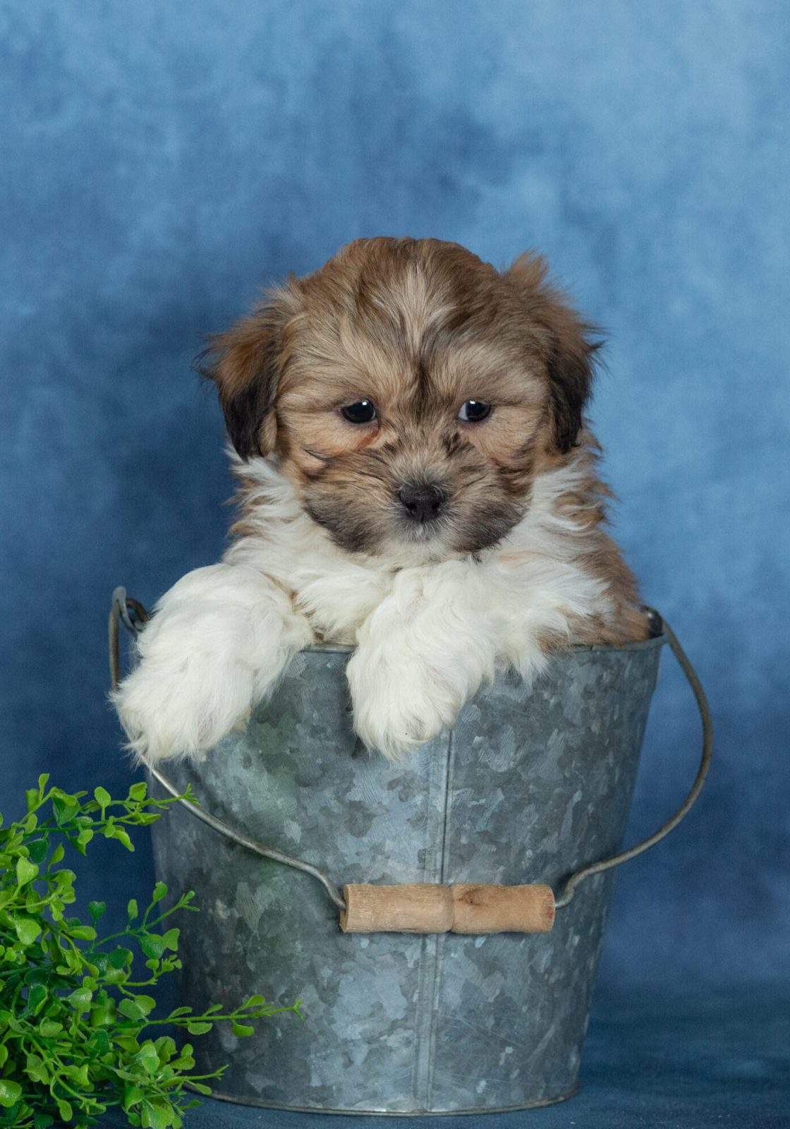 shichon puppies for sale