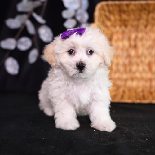 shichon puppies for sale