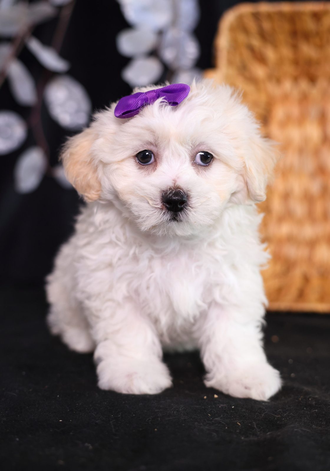 shichon puppies for sale