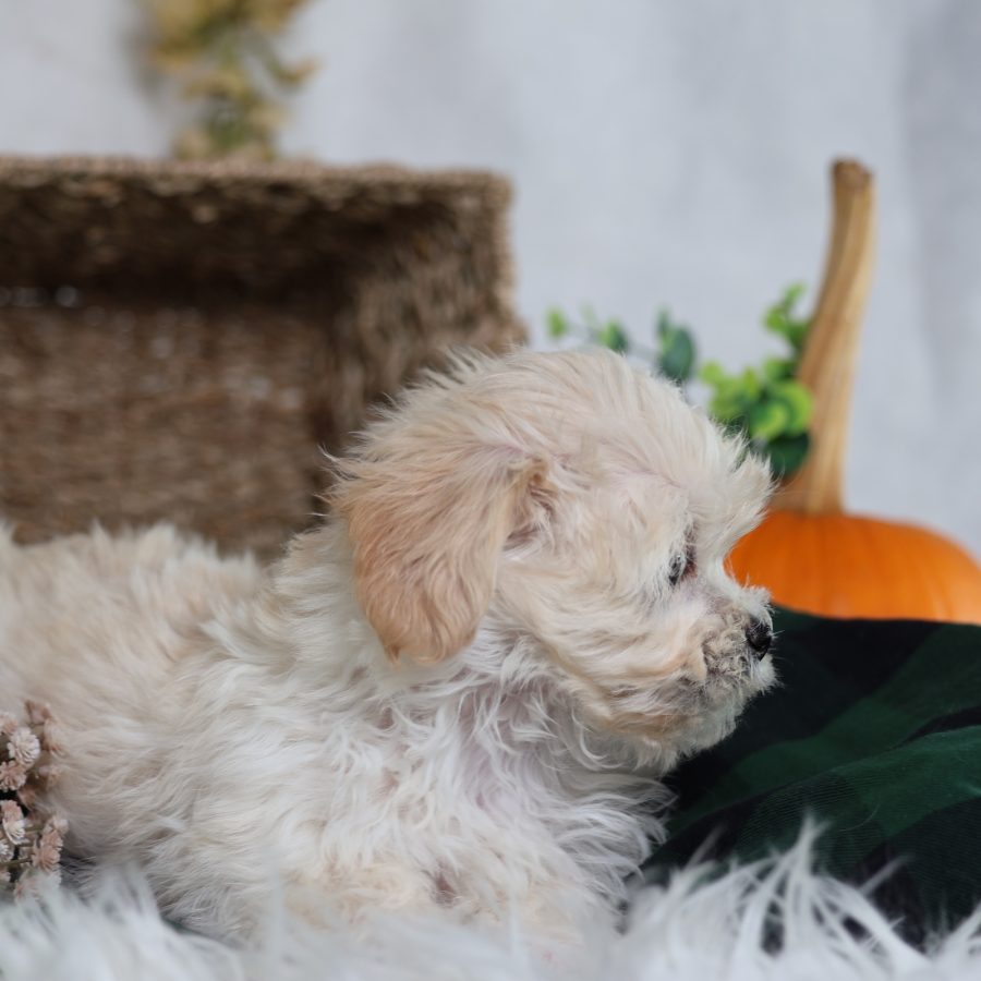 shichon puppies near me