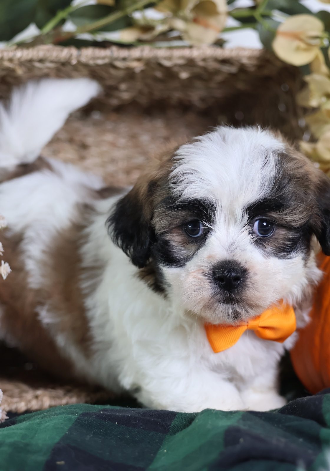 shichon puppies near me