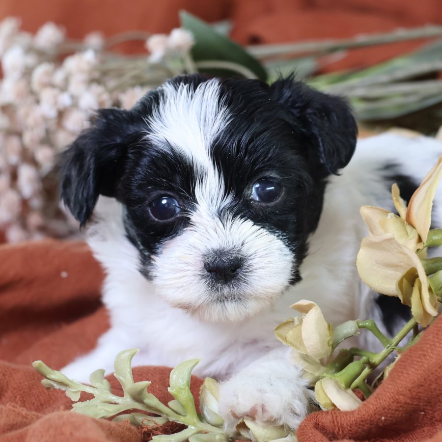 shichon puppies near me