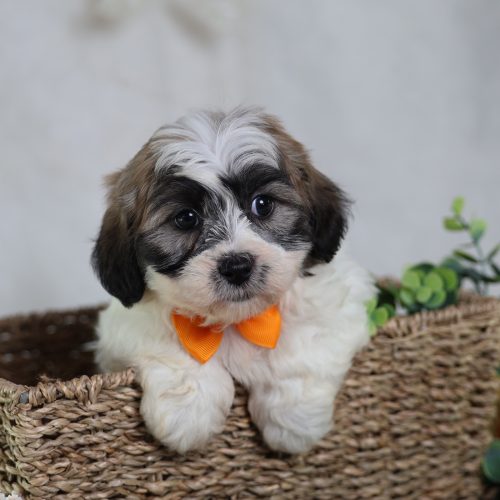 shichon puppies near me