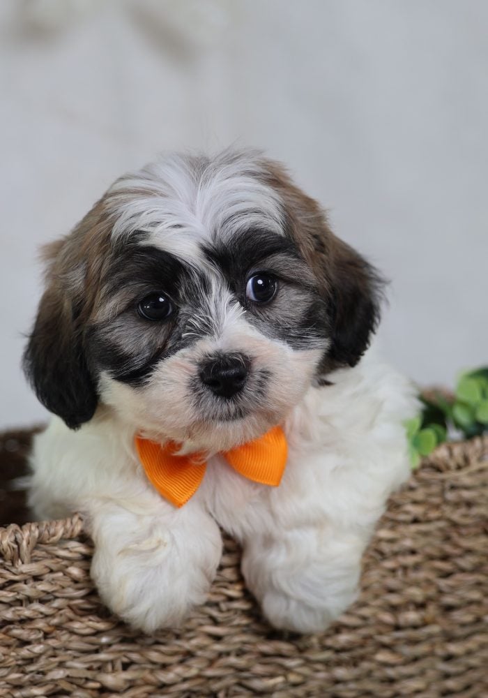 shichon puppies near me
