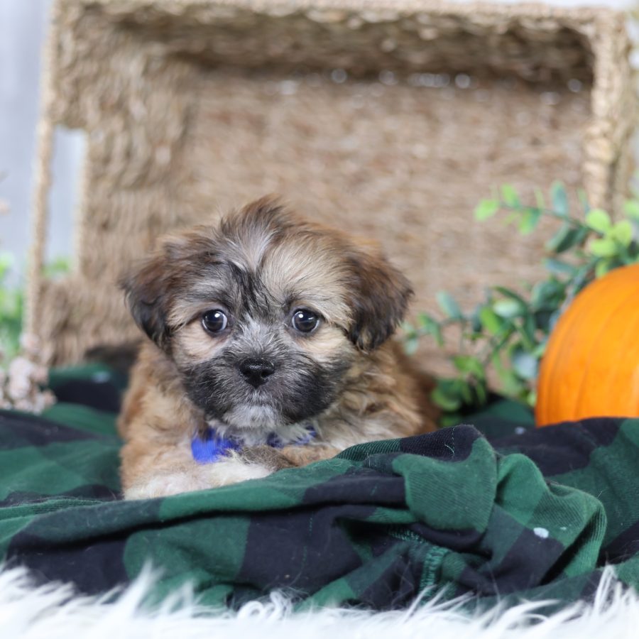 shichon puppies near me