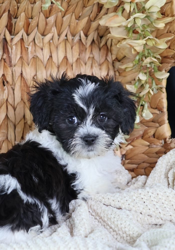 shichon puppies near me