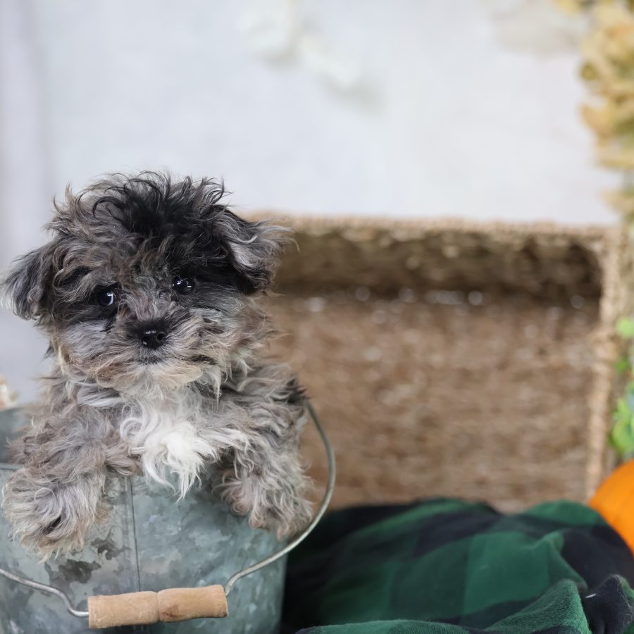 shichon puppies near me