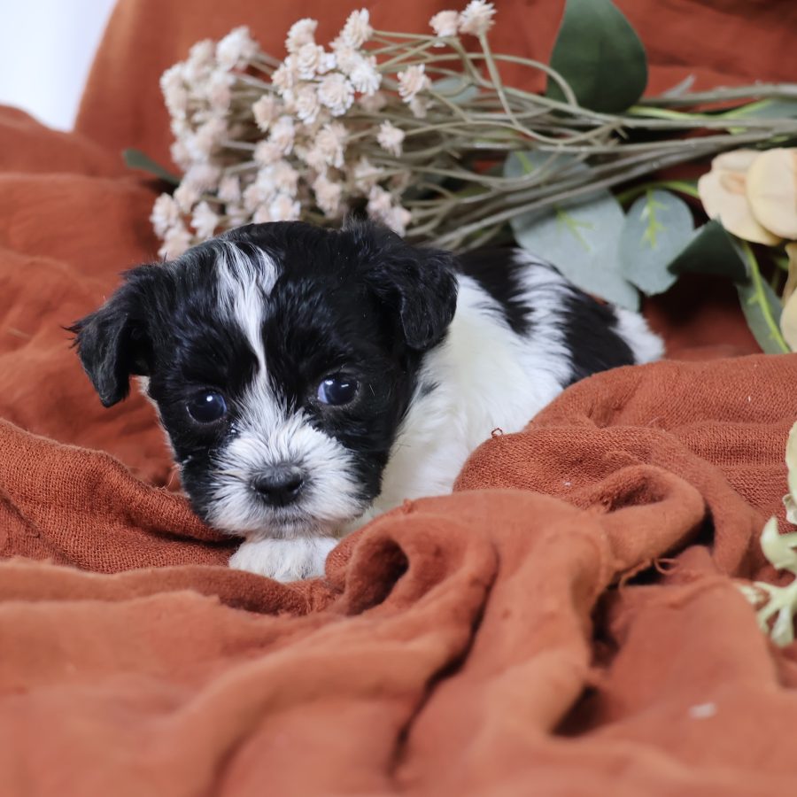 shichon puppies near me