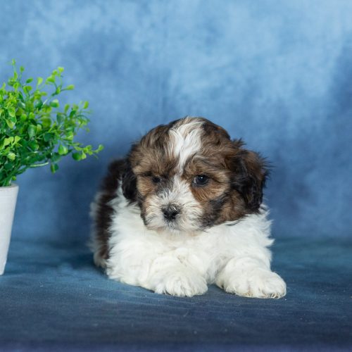 shichon puppies near me