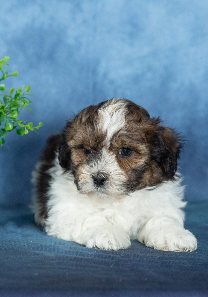 shichon puppies near me