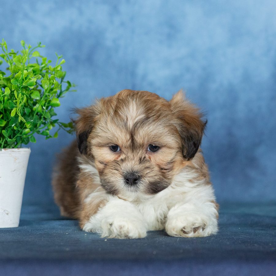 shichon puppies
