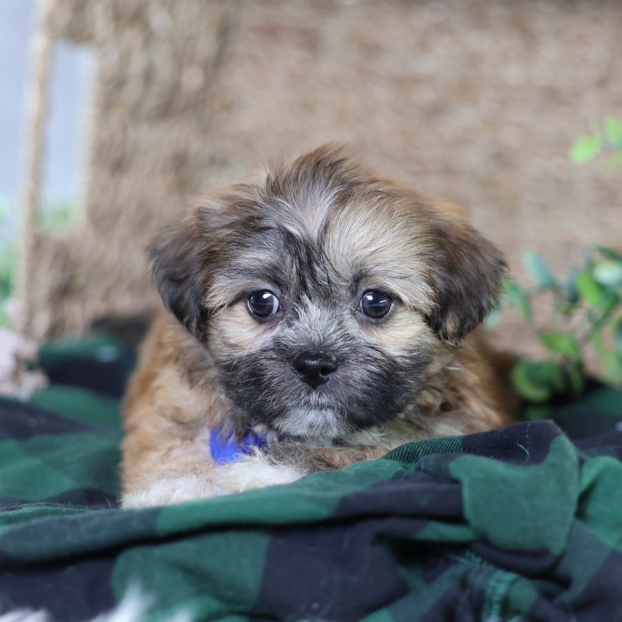 shichon puppy