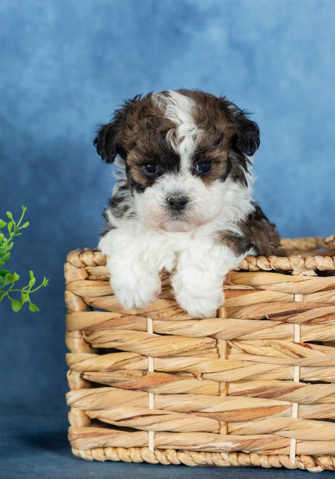 shichon puppy