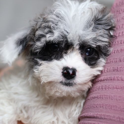 shichon puppy
