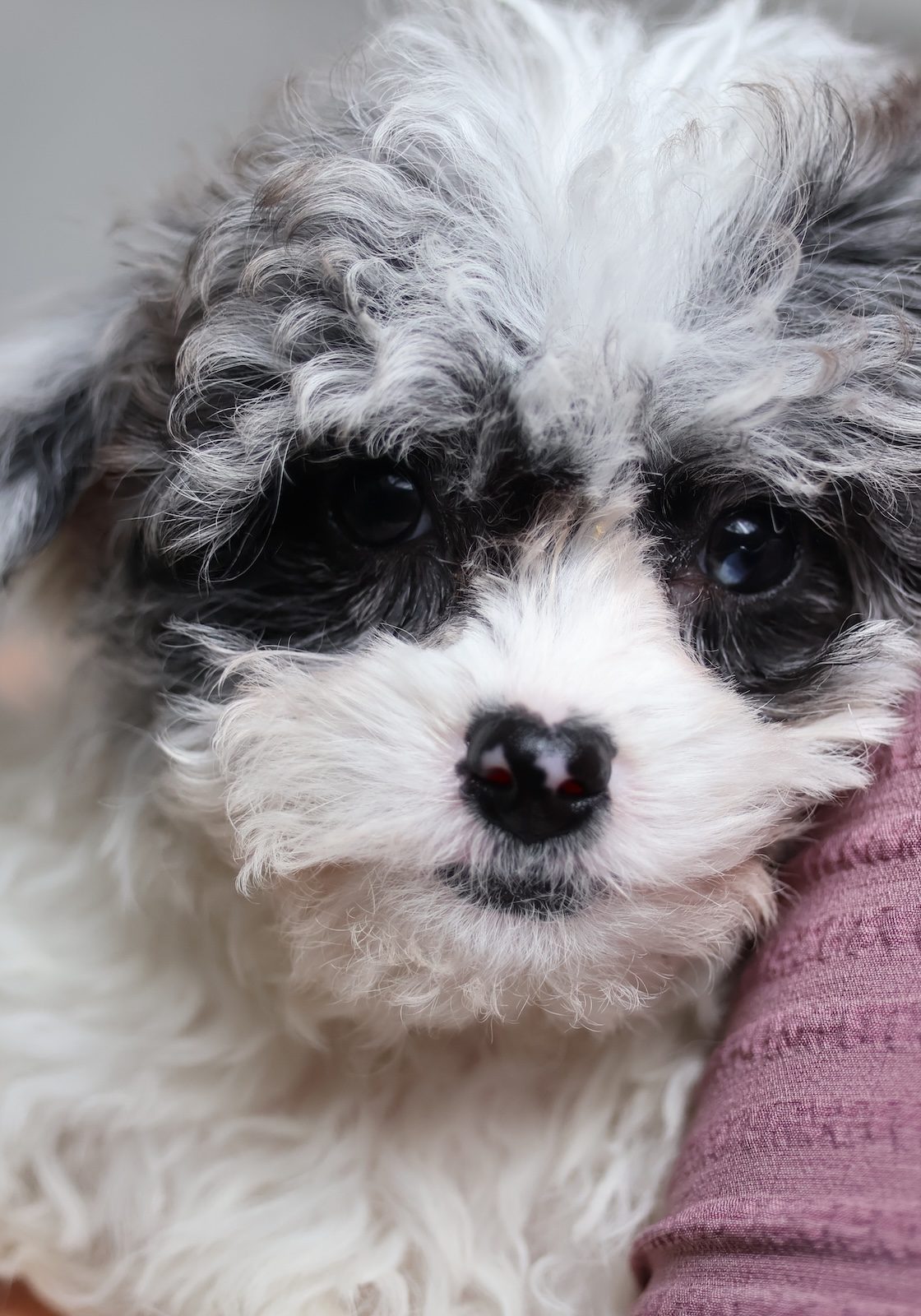 shichon puppy