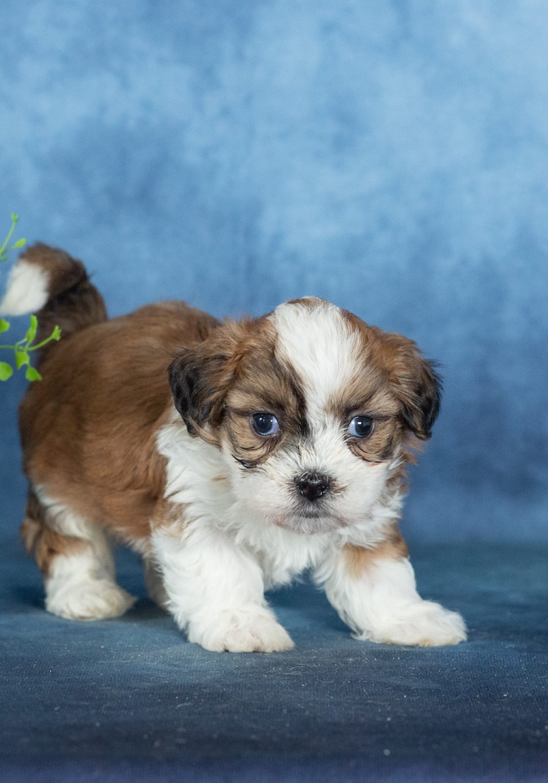 shichon puppy breeders