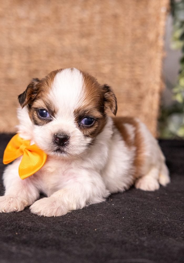 shichon puppy for sale near me