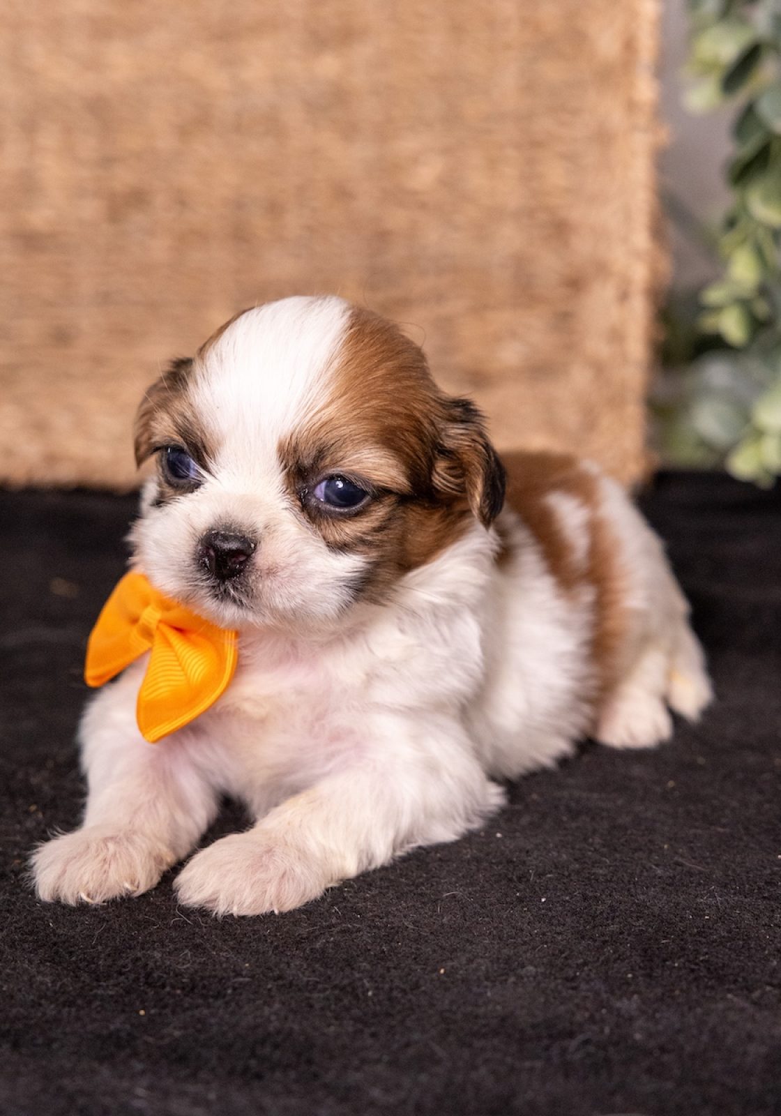 shichon puppy for sale pa