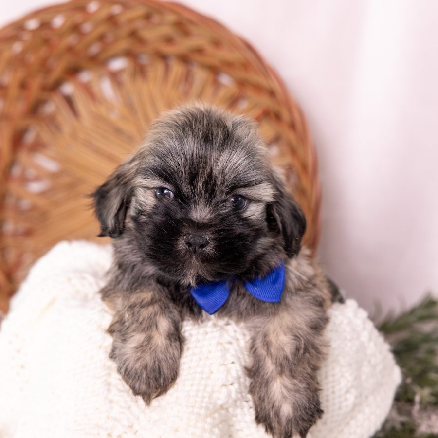 shichon puppy for sale