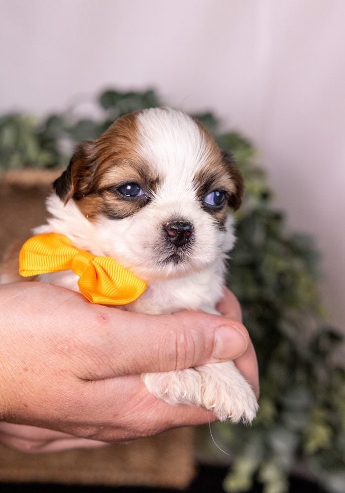shichon puppy for sale