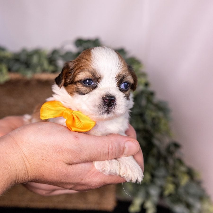 shichon puppy for sale