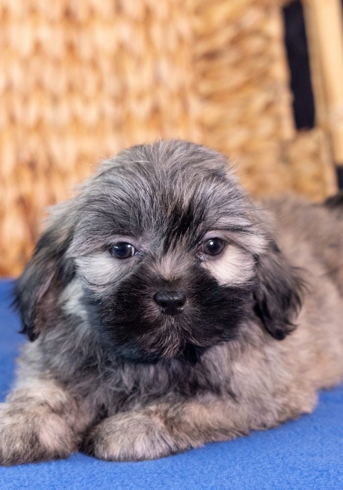 shichon puppy pa