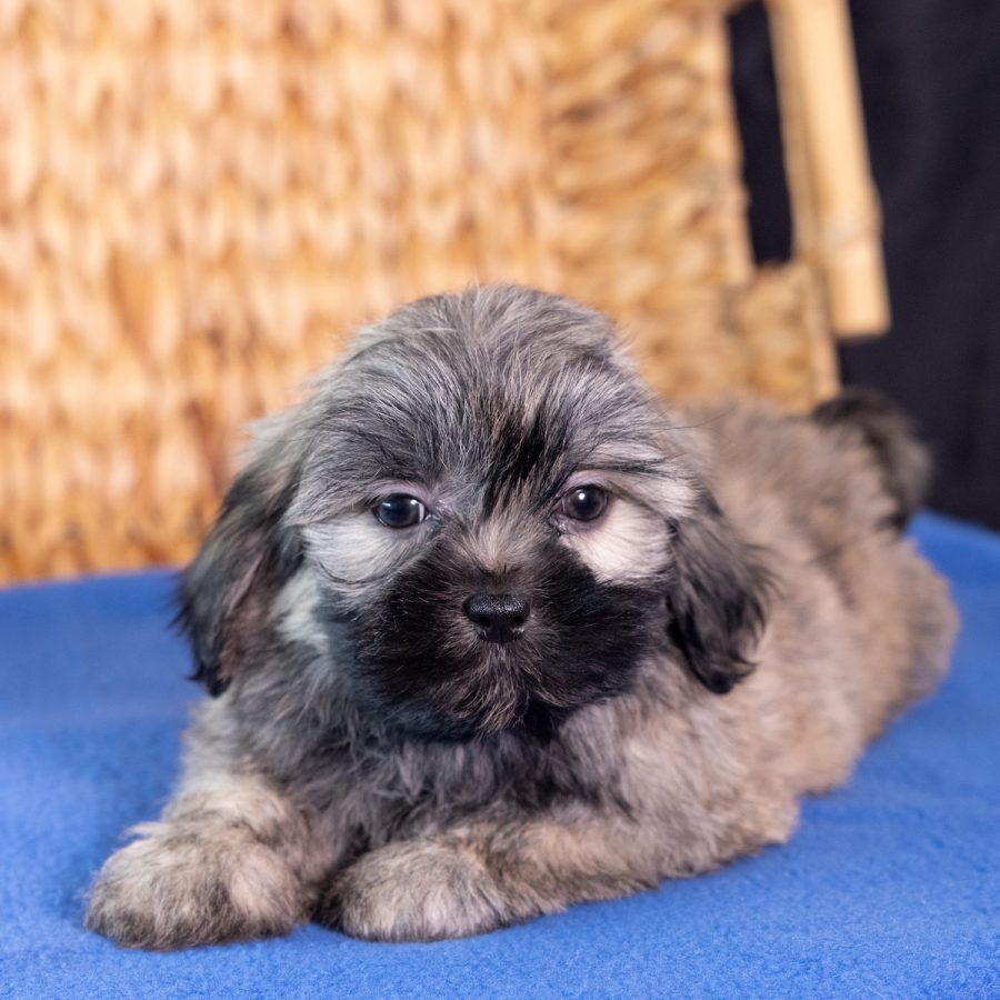shichon puppy pa