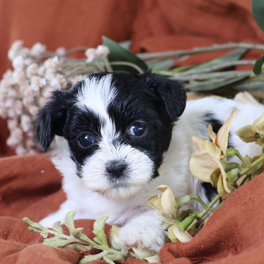 shichon puppy
