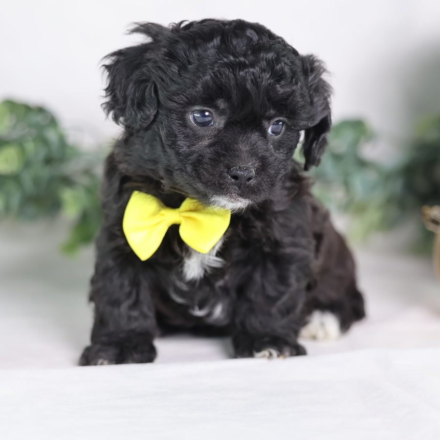 shichon puppy