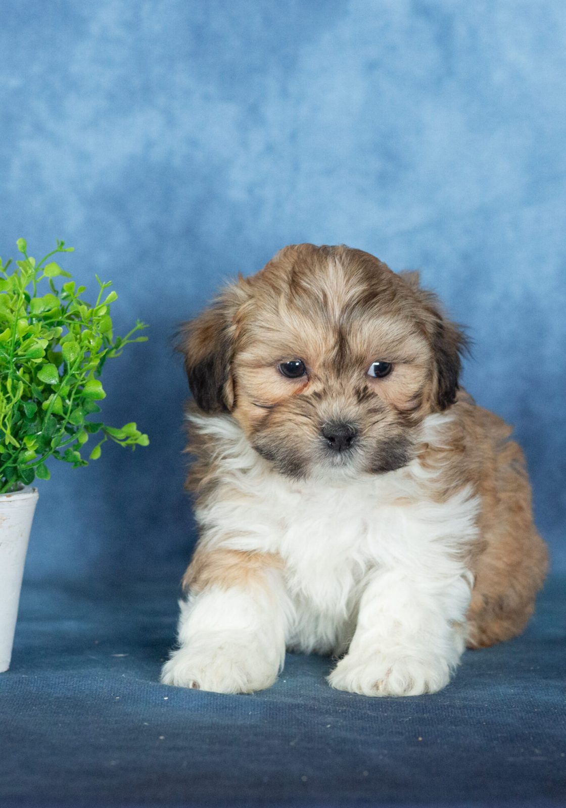 shichon puppy