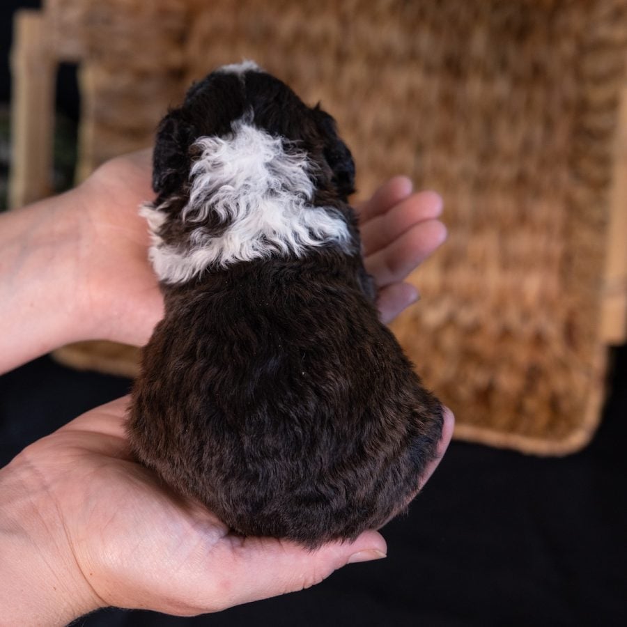 shichon teddy bear hypoallergenic