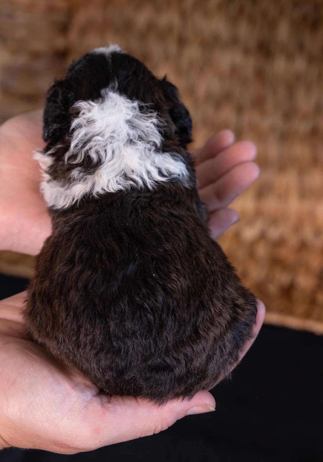 shichon teddy bear hypoallergenic