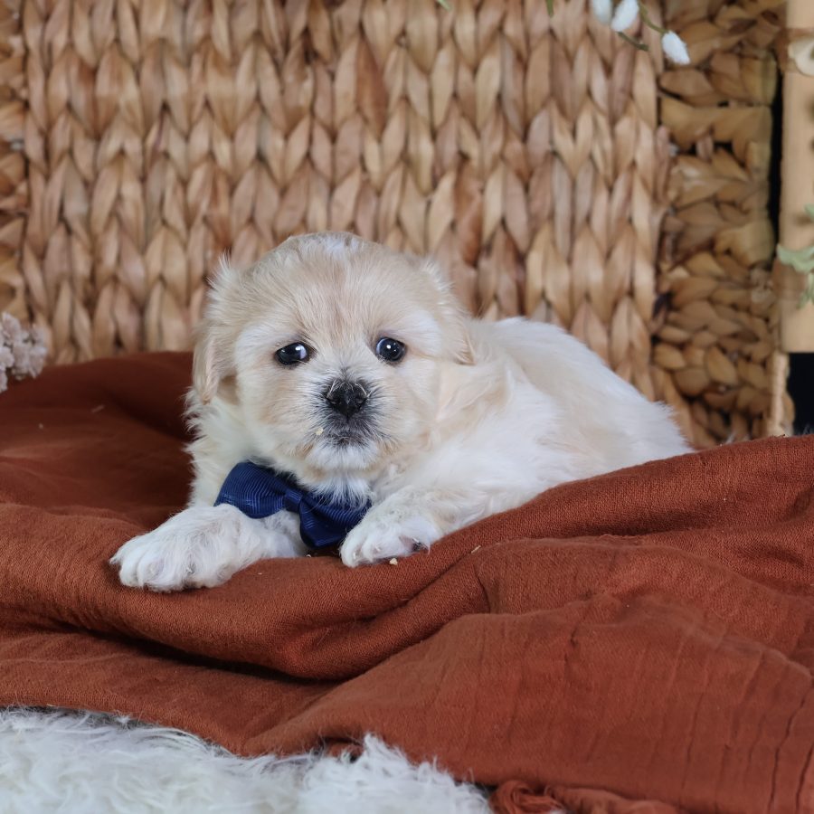 shichon teddy bear puppies