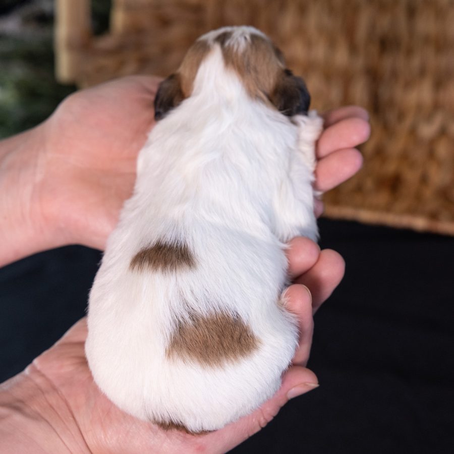shichon teddy bear puppies