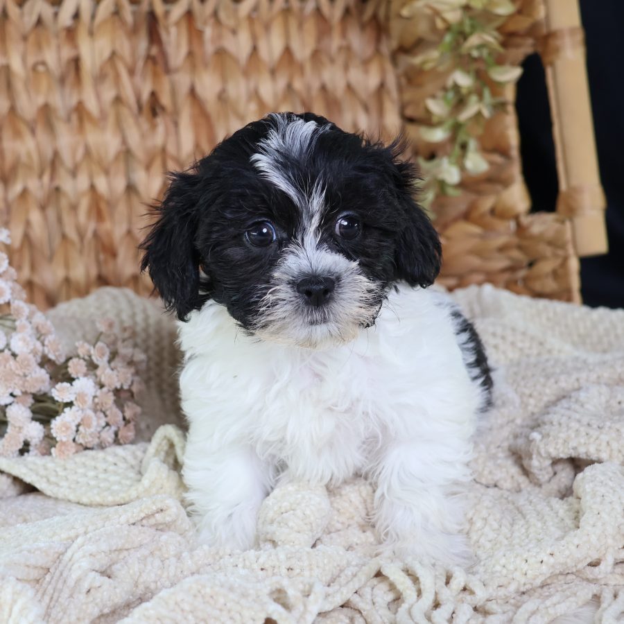 shichon teddy bear puppies
