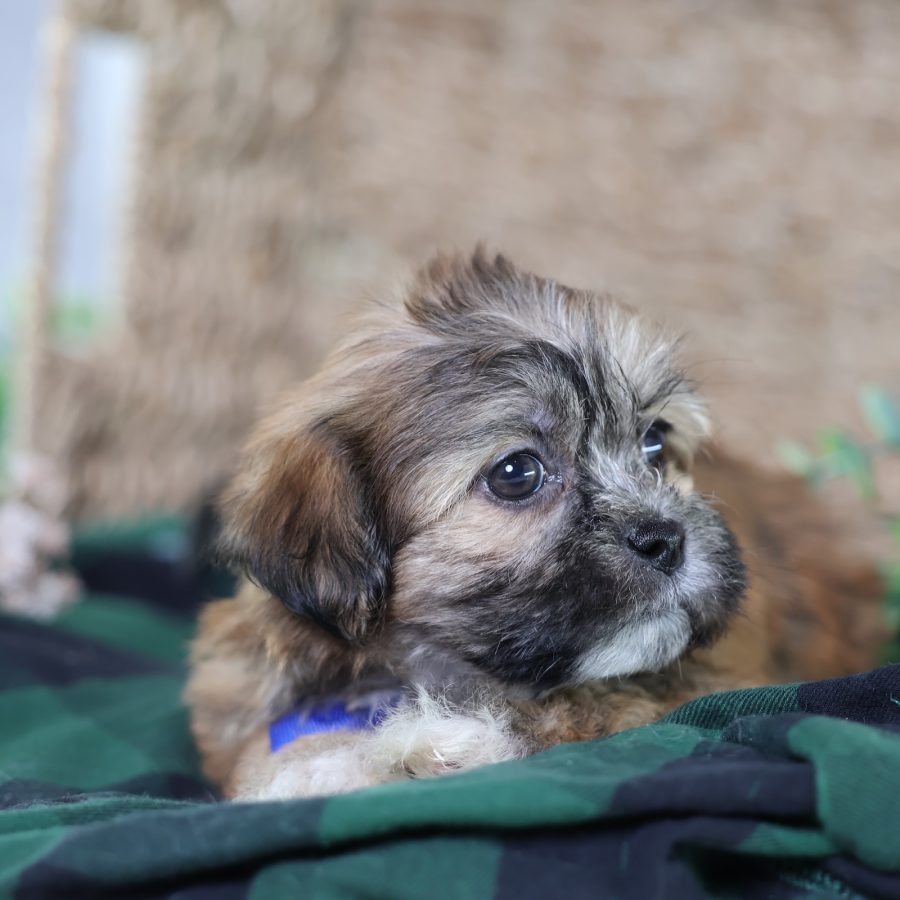 shichon teddy bear puppies