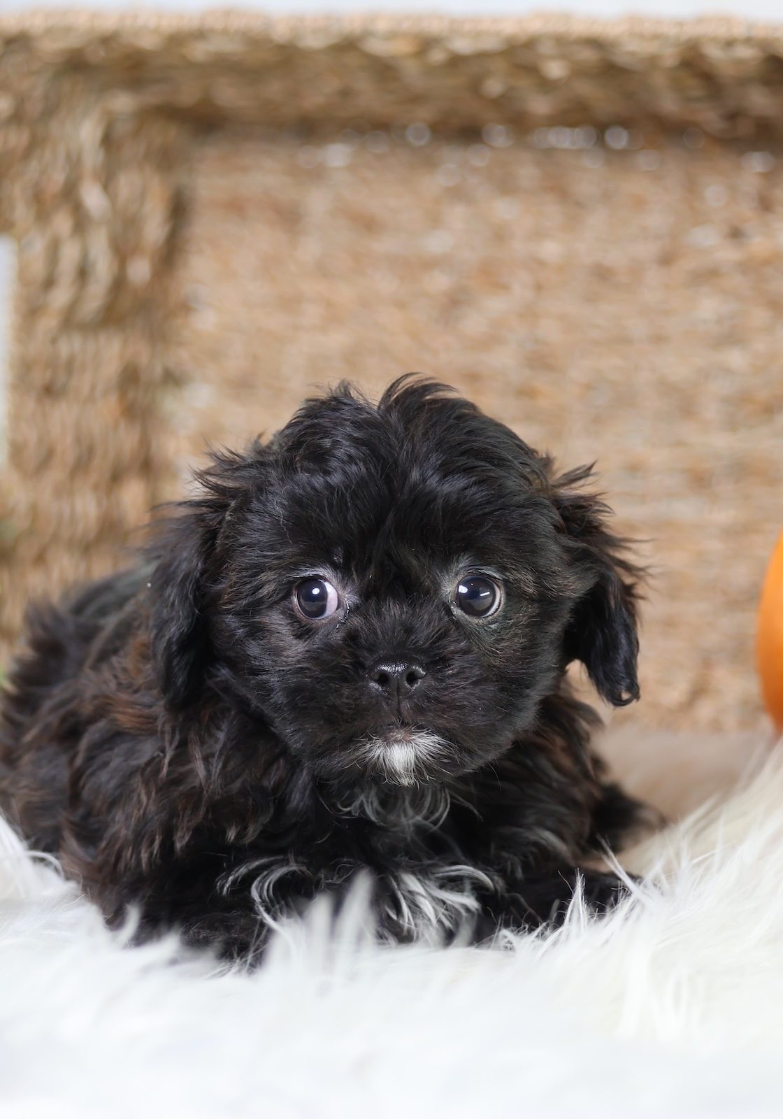 shichon teddy bear puppies
