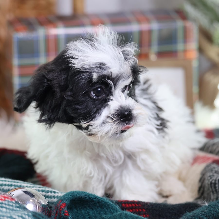 shichon teddy bear puppies