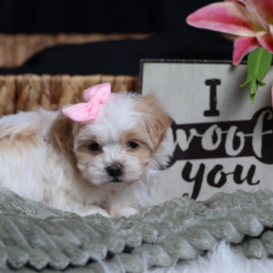 shichon teddy bear puppies for sale