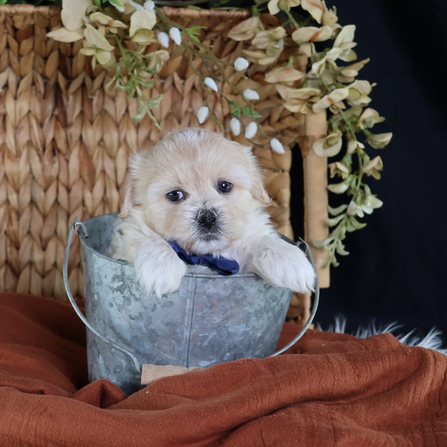 shichon teddy bear puppies for sale