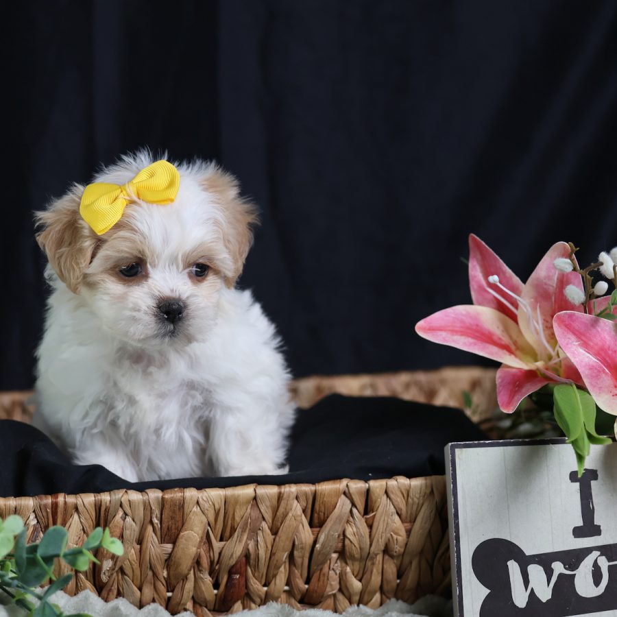 shichon teddy bear puppies for sale