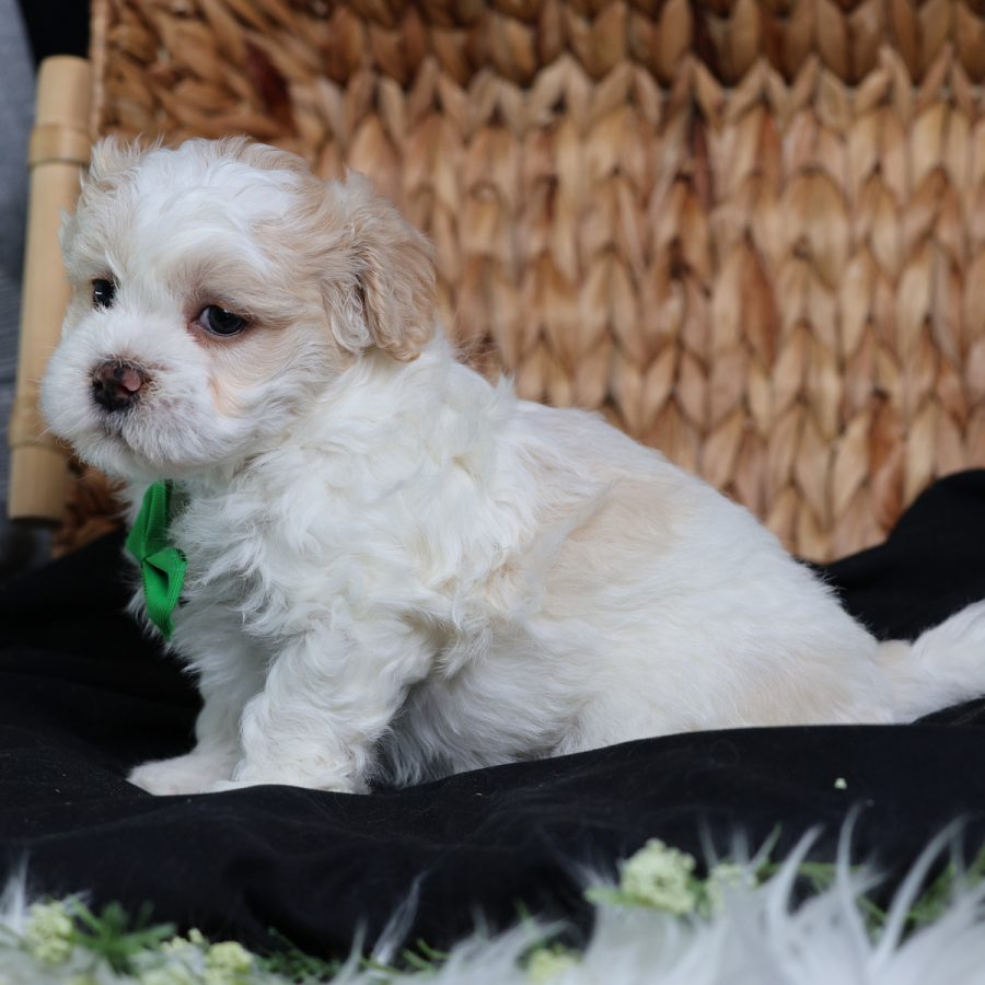 shichon teddy bear puppies for sale
