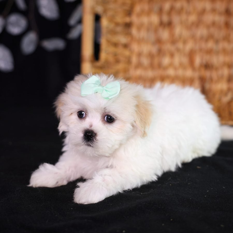 shichon teddy bear puppies for sale in pa