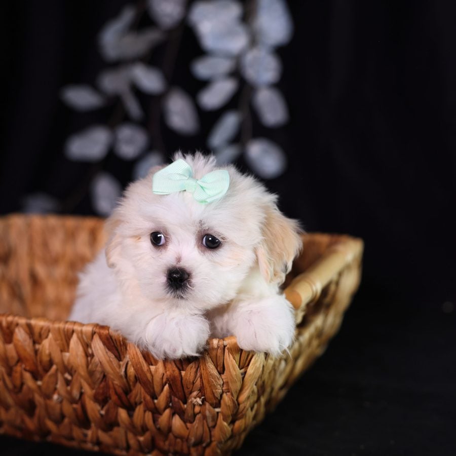 shichon teddy bear puppies for sale maine
