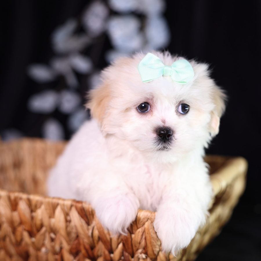shichon teddy bear puppies for sale near me