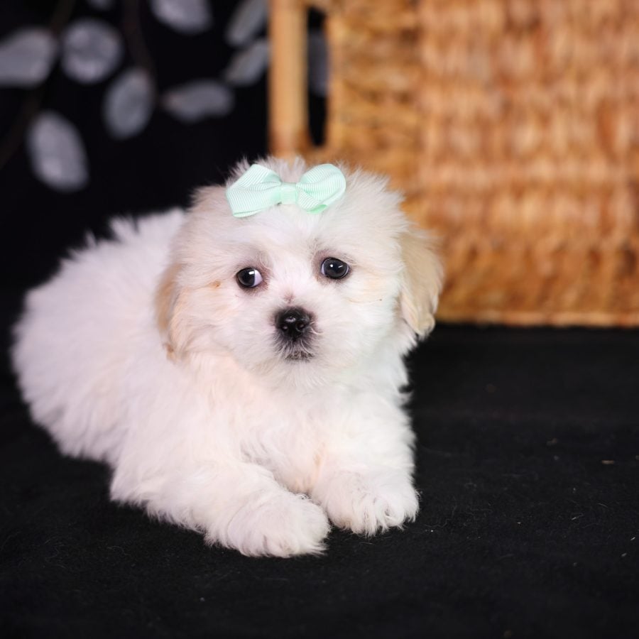 shichon teddy bear puppies for sale new york city