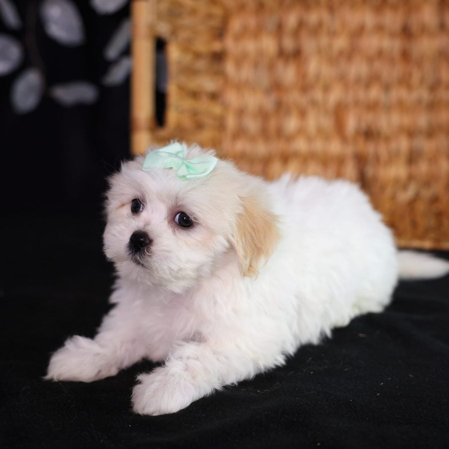 shichon teddy bear puppies for sale new york