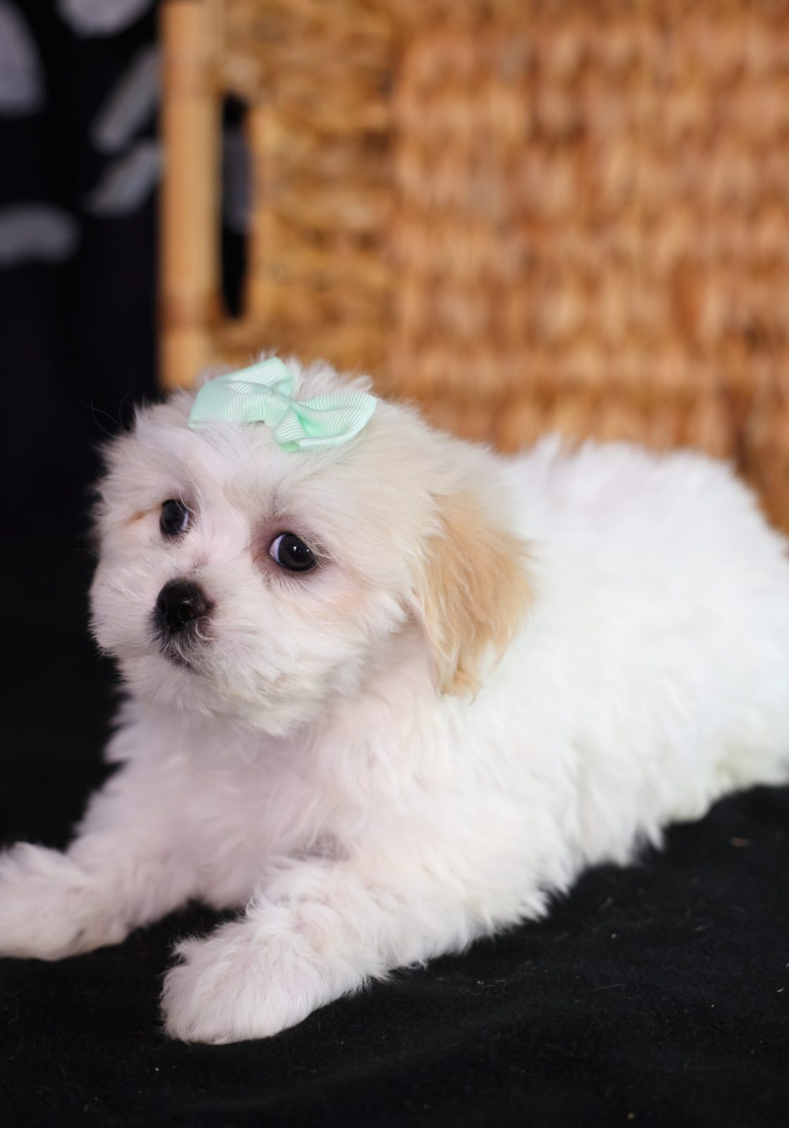 shichon teddy bear puppies for sale new york